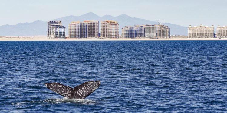 Sonoran Spa Beachfront Puerto Peñasco Zewnętrze zdjęcie